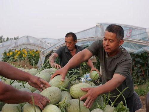 吉村吃瓜,揭秘娱乐圈背后的那些事儿