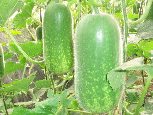 求吃瓜的瓜百度云,百度云带你领略网络热点的魅力