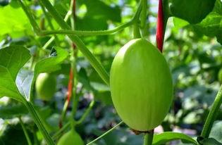 冬天吃蜜瓜很冷,暖意盎然的甜蜜邂逅