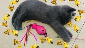 初次吃哈密瓜,甜蜜之旅的开启