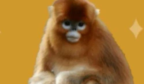 马猴吃瓜,揭秘网络热词背后的文化现象