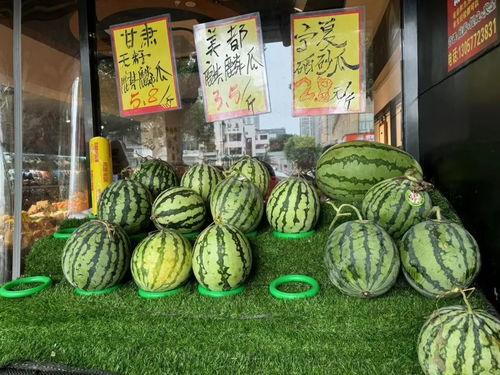 麒麟瓜吃胖了,甜蜜诱惑下的体重挑战