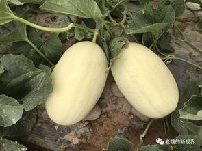 魏师傅吃瓜,揭秘娱乐圈幕后故事