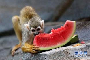 什么动物可以吃瓜