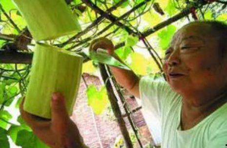 张大凡多人吃瓜,多人共赏瓜田盛宴