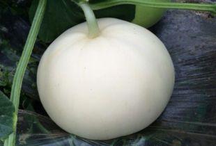 梦见别人给我吃梨瓜,揭秘梦中他人馈赠梨瓜的神秘寓意