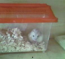 道具 吃瓜小乖乖,趣味道具背后的故事与魅力