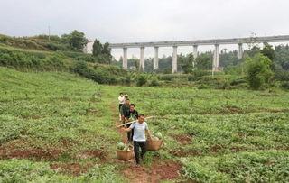 乡村武胜吃瓜群众