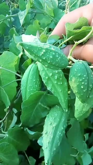 东北吃的瓜,解锁东北特色美食之旅