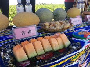 新疆吐鲁番吃蜜瓜,新疆瓜果的甜蜜诱惑