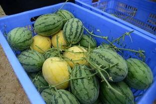 吃瓜群颜色,揭秘网络社交的缤纷世界