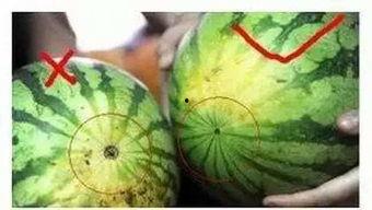 福州理性吃瓜,揭秘网络舆论背后的真相与智慧