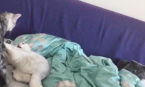 吃瓜看喵喵,揭秘娱乐圈的喵星人与瓜田奇遇记