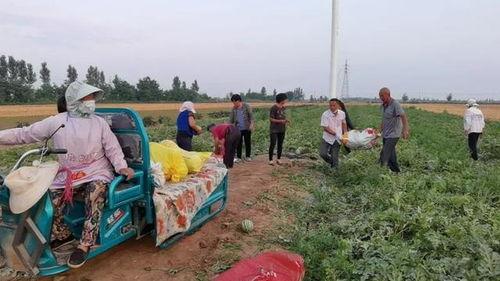 拉萨吃瓜群众群,揭秘藏地生活百态