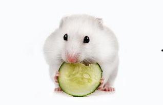 仓鼠可以吃瓜葵子嘛,瓜葵子是否适宜作为仓鼠食物