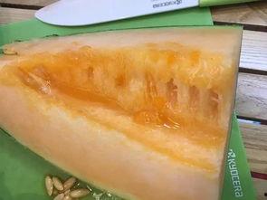 喀什人吃伽师瓜,探寻伽师瓜的独特魅力