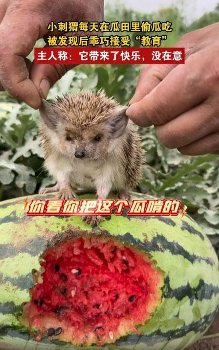 瓜田里吃瓜的动物,揭秘瓜田里吃瓜的动物世界