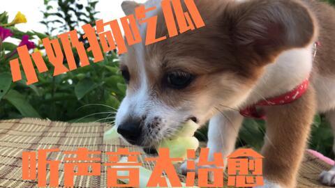 小狗吃瓜好吗,趣味宠物日常一幕