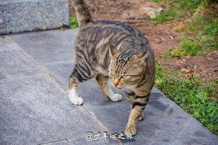 猫咪打架狗子吃瓜,狗子吃瓜围观