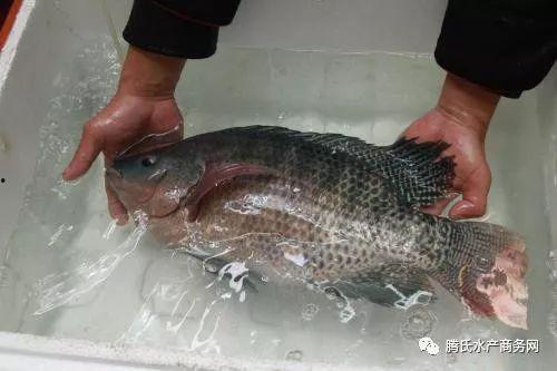 吃罗非鱼可以吃茄瓜妈妈,妈妈级的营养美味佳肴