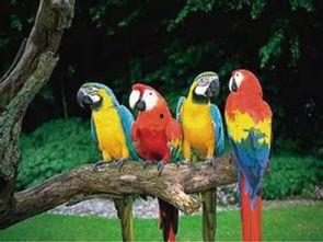 鹦鹉吵架周围吃瓜,吃瓜群众围观