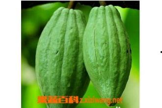 乳瓜怎样吃有营养,解锁健康美味新方式