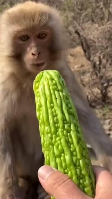 猴吃瓜图片,欢乐猴王品鲜瓜